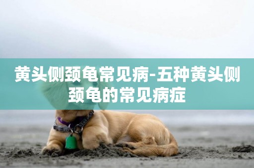 黃頭側頸龜常見病-五種黃頭側頸龜的常見病癥