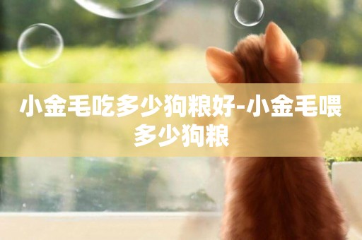 小金毛吃多少狗糧好-小金毛喂多少狗糧