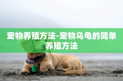 寵物養殖方法-寵物烏龜的簡單養殖方法