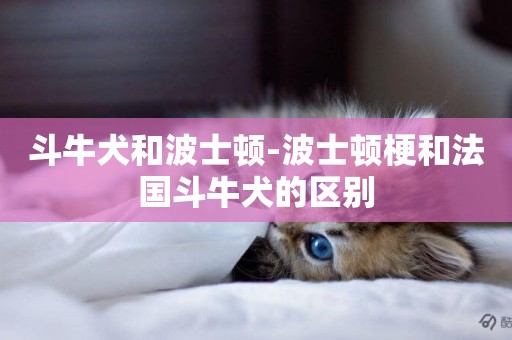 斗牛犬和波士頓-波士頓梗和法國斗牛犬的區別