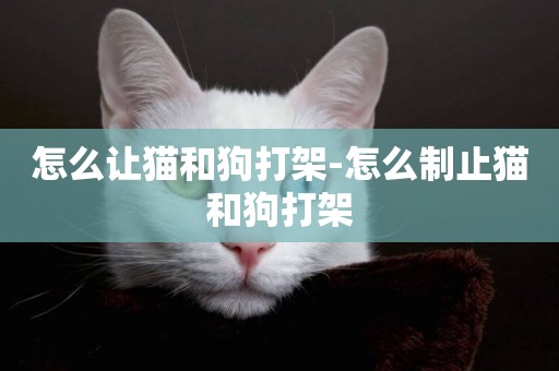 怎么讓貓和狗打架-怎么制止貓和狗打架