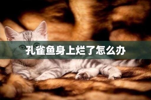 孔雀魚身上爛了怎么辦