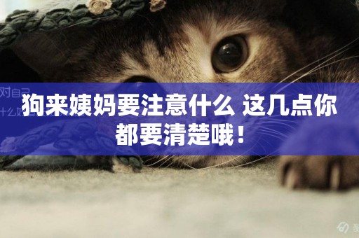 狗來姨媽要注意什么 這幾點你都要清楚哦！