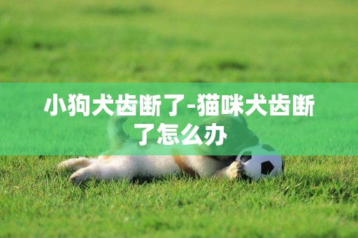 小狗犬齒斷了-貓咪犬齒斷了怎么辦