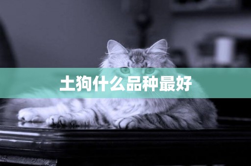 土狗什么品種最好