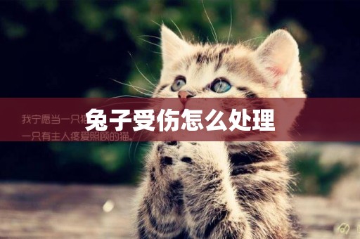 兔子受傷怎么處理