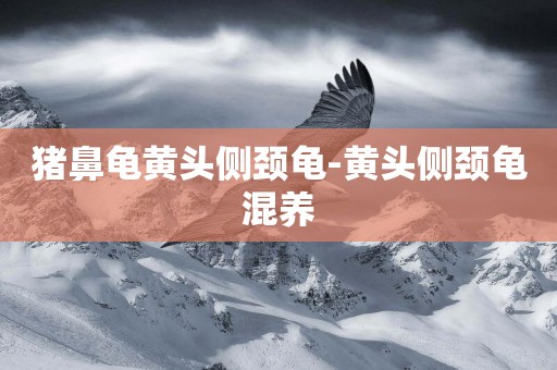 豬鼻龜黃頭側頸龜-黃頭側頸龜混養