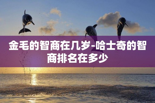 金毛的智商在幾歲-哈士奇的智商排名在多少