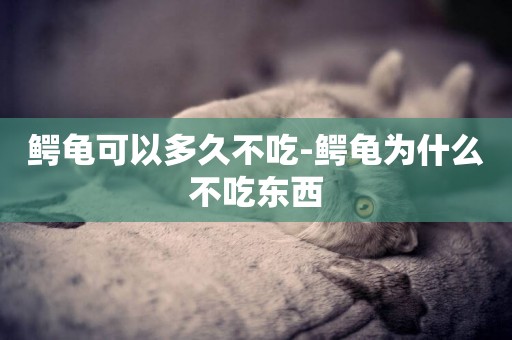 鱷龜可以多久不吃-鱷龜為什么不吃東西