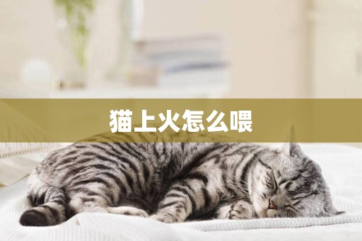 貓上火怎么喂