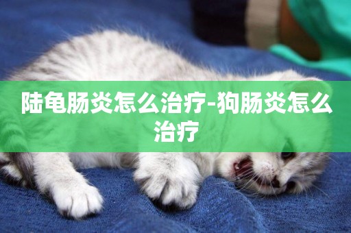 陸龜腸炎怎么治療-狗腸炎怎么治療