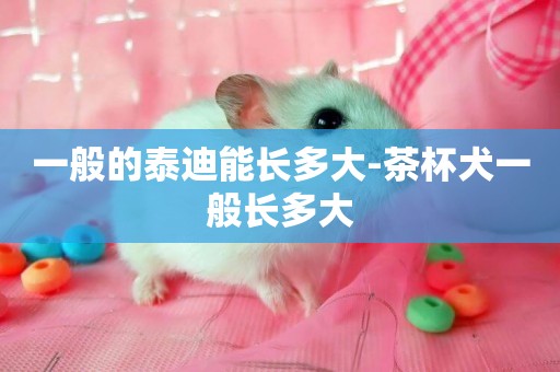 一般的泰迪能長多大-茶杯犬一般長多大