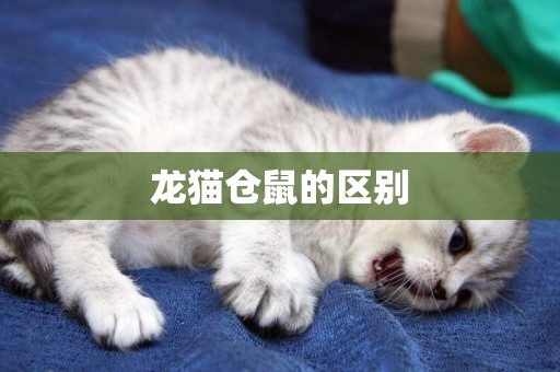 龍貓倉鼠的區別