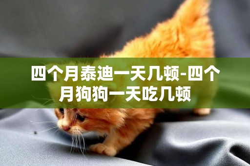 四個月泰迪一天幾頓-四個月狗狗一天吃幾頓