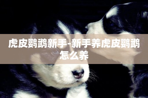 虎皮鸚鵡新手-新手養虎皮鸚鵡怎么養