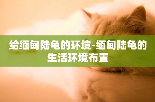 給緬甸陸龜的環境-緬甸陸龜的生活環境布置