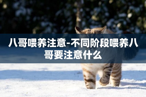 八哥喂養注意-不同階段喂養八哥要注意什么