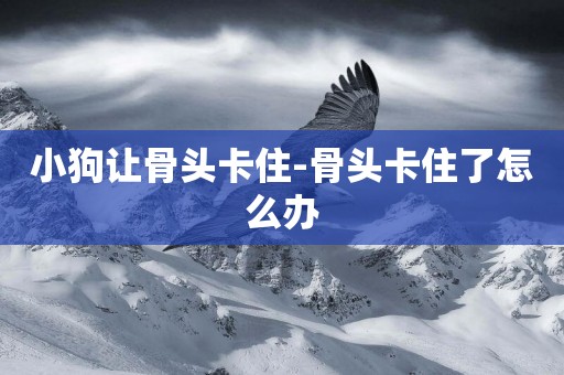 小狗讓骨頭卡住-骨頭卡住了怎么辦