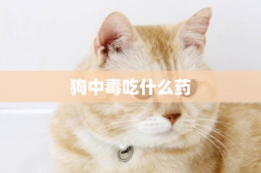 狗中毒吃什么藥