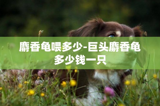 麝香龜喂多少-巨頭麝香龜多少錢一只