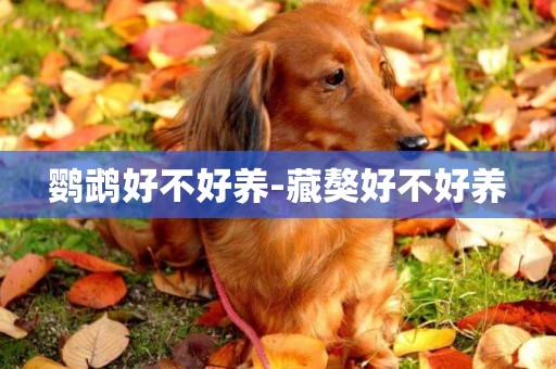 鸚鵡好不好養-藏獒好不好養