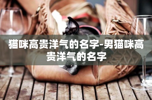貓咪高貴洋氣的名字-男貓咪高貴洋氣的名字