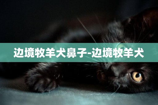 邊境牧羊犬鼻子-邊境牧羊犬
