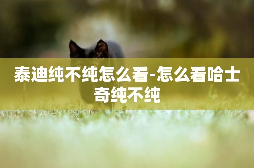 泰迪純不純怎么看-怎么看哈士奇純不純
