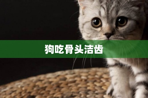 狗吃骨頭潔齒