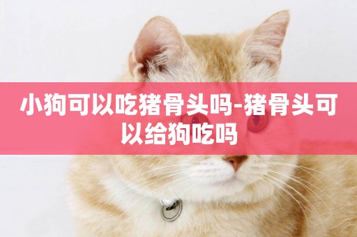 小狗可以吃豬骨頭嗎-豬骨頭可以給狗吃嗎