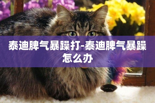 泰迪脾氣暴躁打-泰迪脾氣暴躁怎么辦