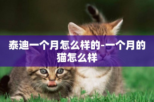 泰迪一個月怎么樣的-一個月的貓怎么樣
