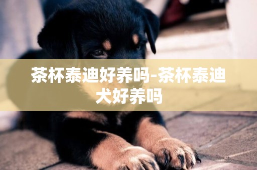 茶杯泰迪好養嗎-茶杯泰迪犬好養嗎