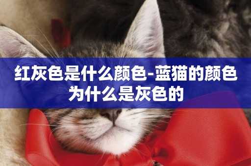 紅灰色是什么顏色-藍貓的顏色為什么是灰色的