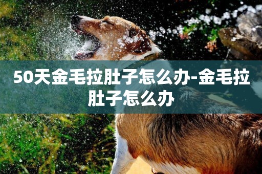 50天金毛拉肚子怎么辦-金毛拉肚子怎么辦