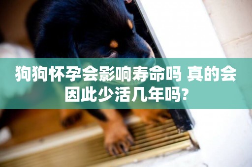 狗狗懷孕會影響壽命嗎 真的會因此少活幾年嗎?