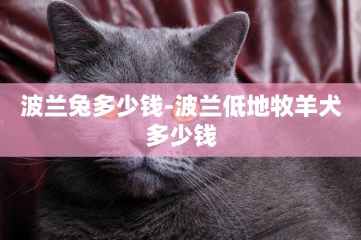波蘭兔多少錢-波蘭低地牧羊犬多少錢