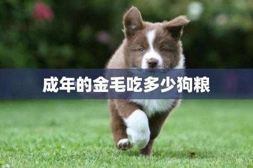 成年的金毛吃多少狗糧