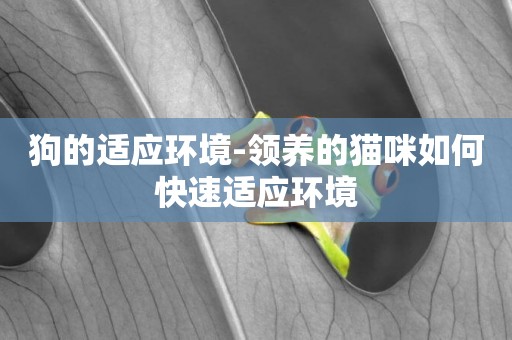 狗的適應環境-領養的貓咪如何快速適應環境