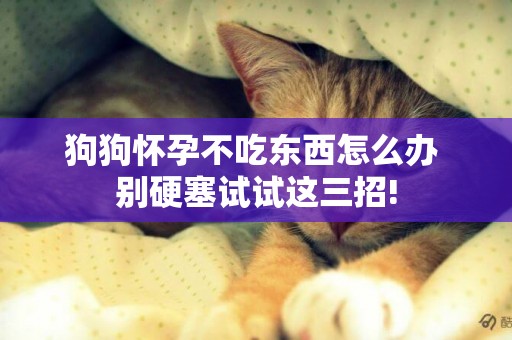狗狗懷孕不吃東西怎么辦 別硬塞試試這三招!