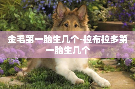金毛第一胎生幾個-拉布拉多第一胎生幾個