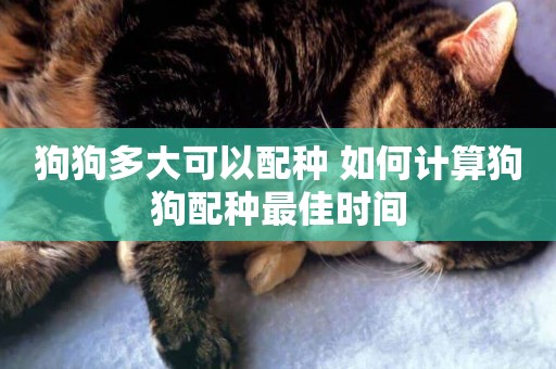 狗狗多大可以配種 如何計算狗狗配種最佳時間