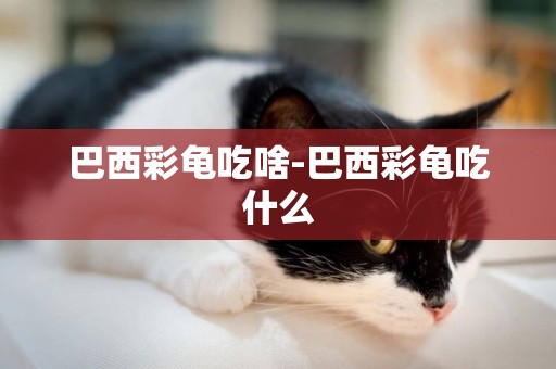 巴西彩龜吃啥-巴西彩龜吃什么