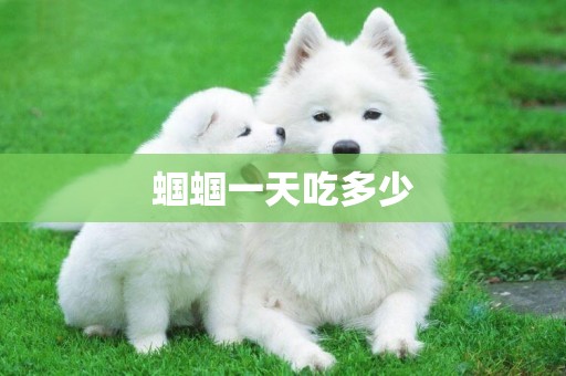 蟈蟈一天吃多少