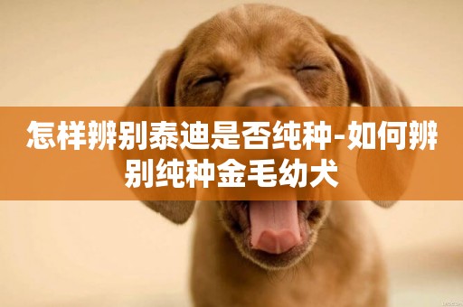 怎樣辨別泰迪是否純種-如何辨別純種金毛幼犬