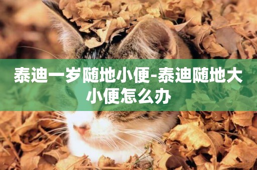 泰迪一歲隨地小便-泰迪隨地大小便怎么辦