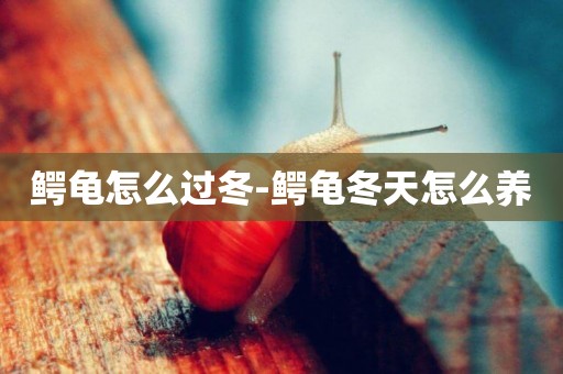 鱷龜怎么過冬-鱷龜冬天怎么養