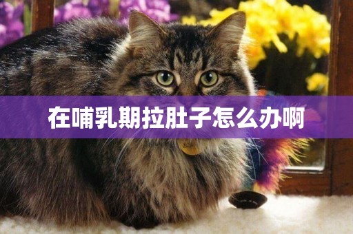 在哺乳期拉肚子怎么辦啊
