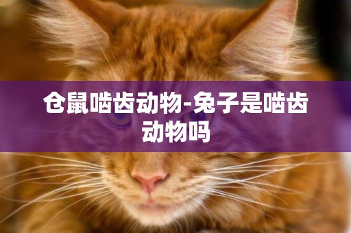 倉鼠嚙齒動物-兔子是嚙齒動物嗎