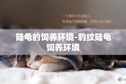 陸龜的飼養環境-豹紋陸龜飼養環境
